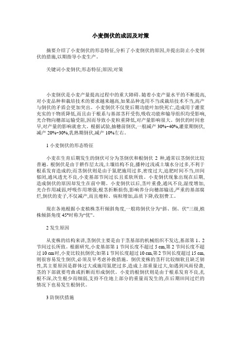 小麦倒伏的成因及对策
