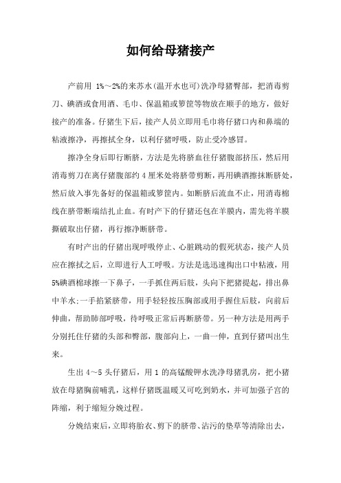 如何给母猪接产