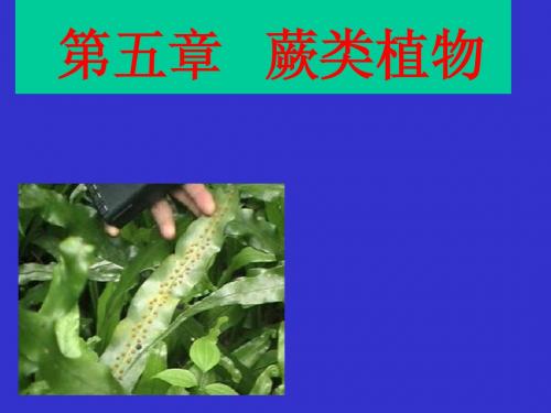 11蕨类植物