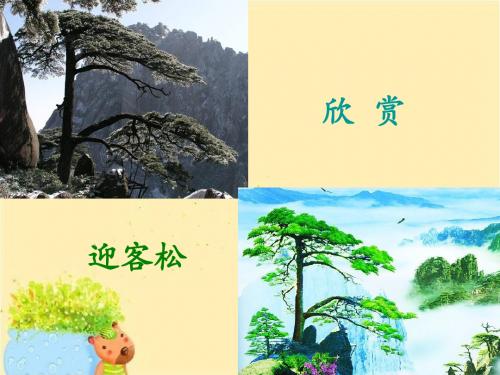 《老树的故事》课件1