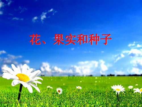 四年级下册科学课件PPT：花 果实和种子-教科版6