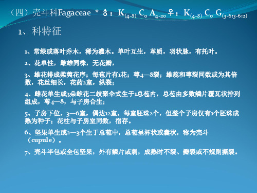 壳斗科