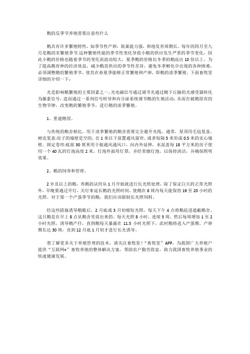 鹅的反季节养殖需要注意些什么