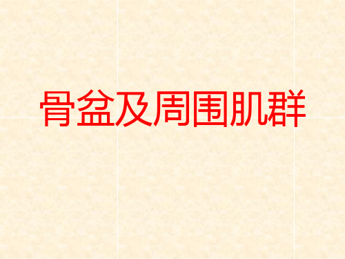 【临床骨骼肌肉学】骨盆及髋关节