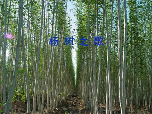 二年级语文下册_杨树之歌课件_北师大版