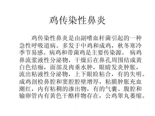 鸡传染性鼻炎