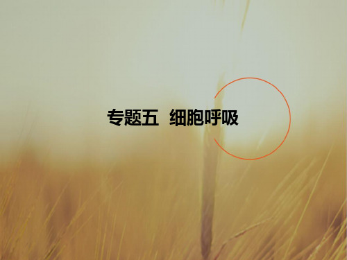 最新-2021届高考生物一轮课标通用课件：专题五 细胞呼吸 精品