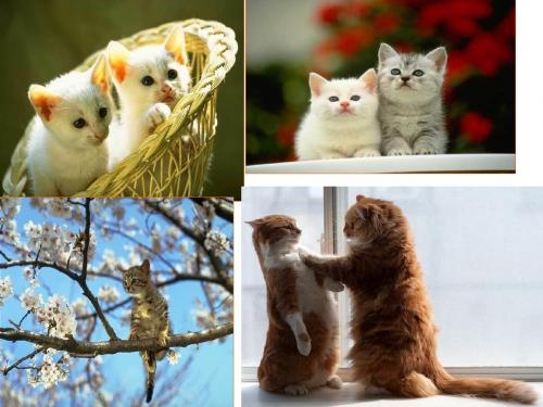 郑振铎《猫》精品课件