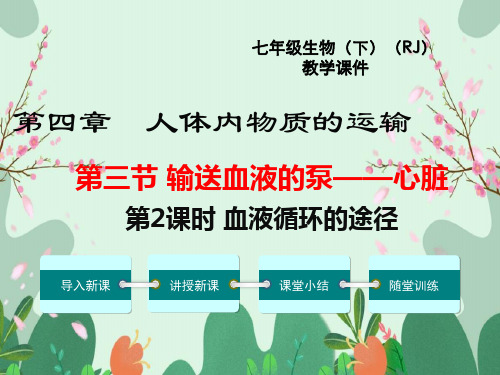 新版人教版七年级下册生物【血液循环的途径课件】