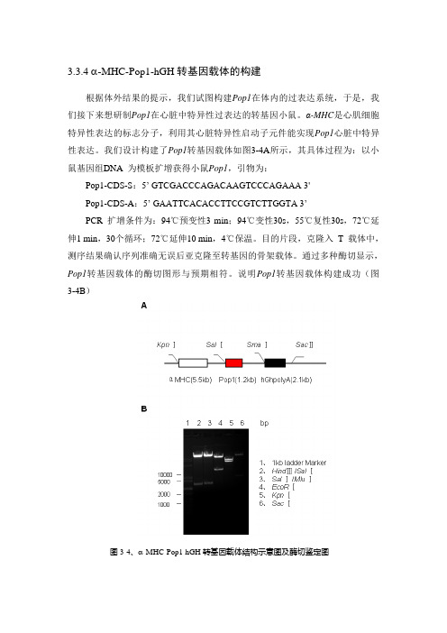 质粒构建