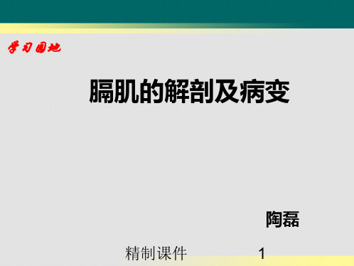 培训_膈肌的解剖及病变(优选课件)
