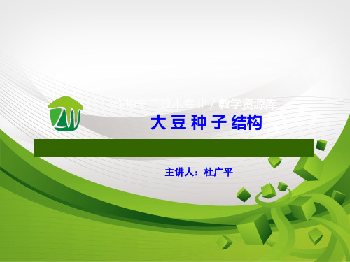 大豆种子结构.