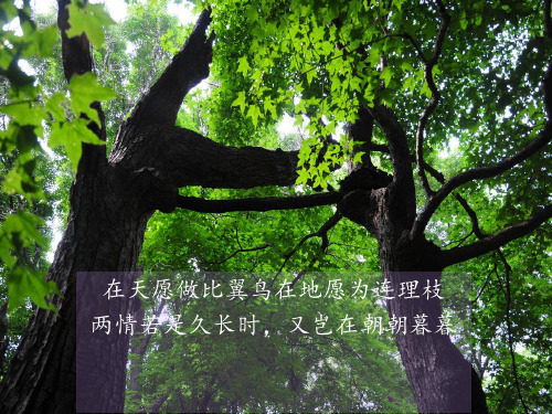舒婷《致橡树》PPT课件