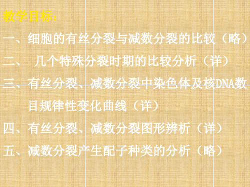 高三生物的有丝分裂与减数分裂的比较名师精编课件