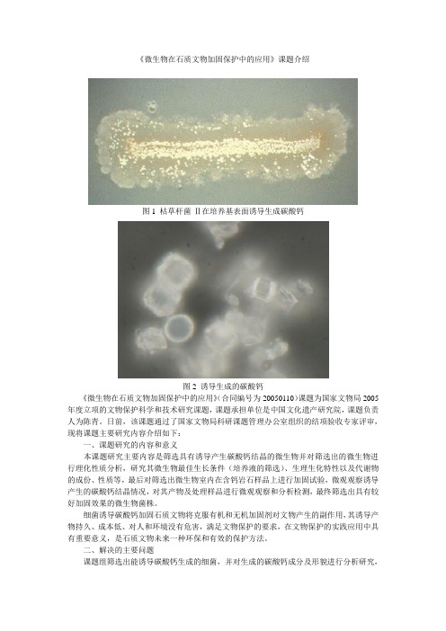 微生物在石质文物加固保护中的应用