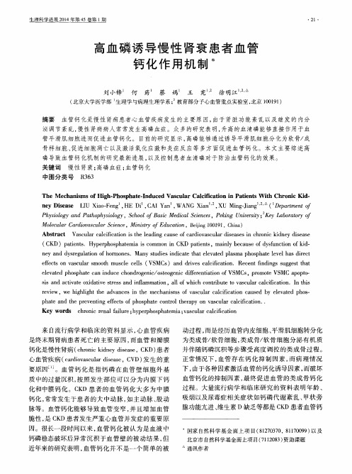 高血磷诱导慢性肾衰患者血管钙化作用机制