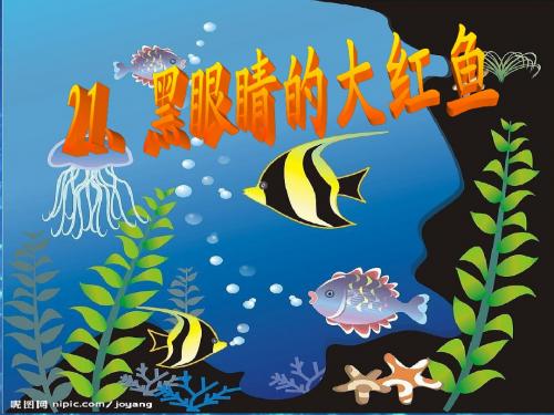 黑眼睛的大红鱼课件