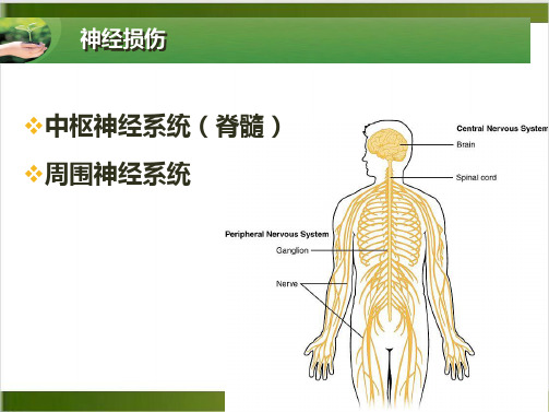 神经生长因子在骨科神经修复再生中的应用及启示PPT课件