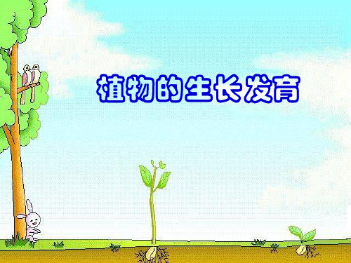 植物的生长发育