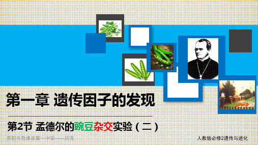 1.2 孟德尔的豌豆杂交实验(二)(31张PPT)
