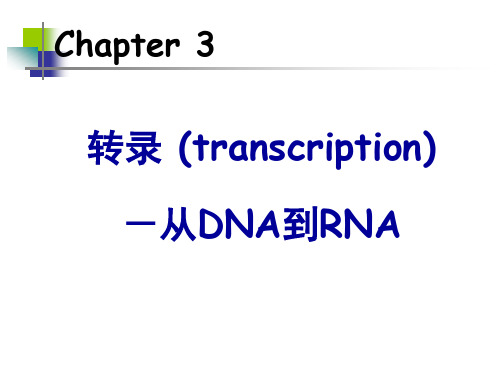 转录 (transcription)