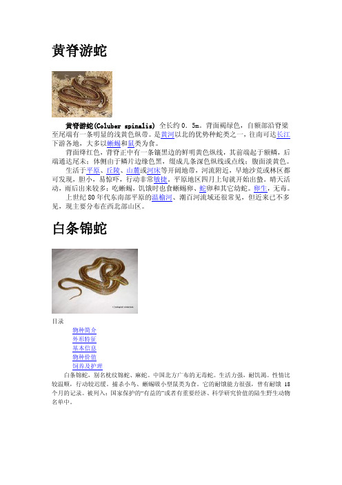 北方无毒蛇介绍(图文版)