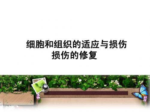 适应、损伤、修复