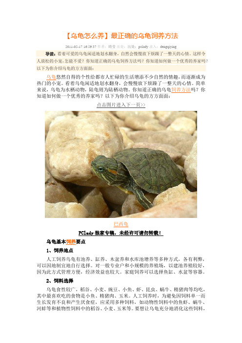 乌龟的正确养殖方法