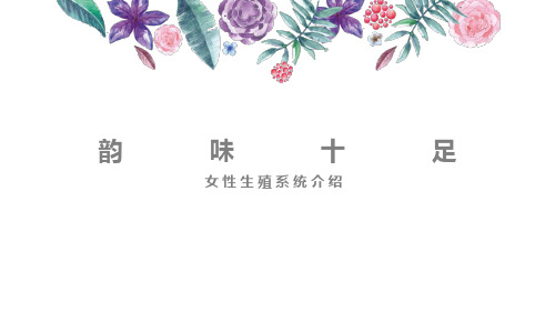 女性生殖系统介绍：子宫