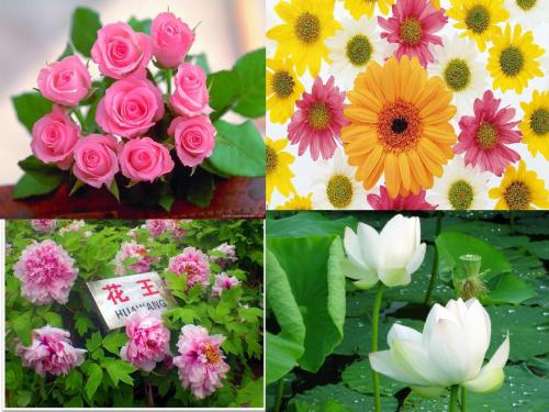 语文s版一年级上册《花朵》课件