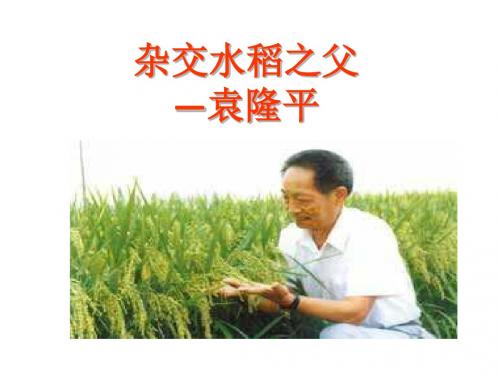 ppt《杂交水稻之父-袁隆平》张