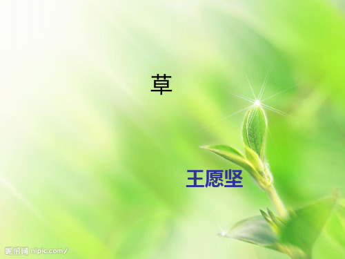 苏教版八上王愿坚《草》教学课件