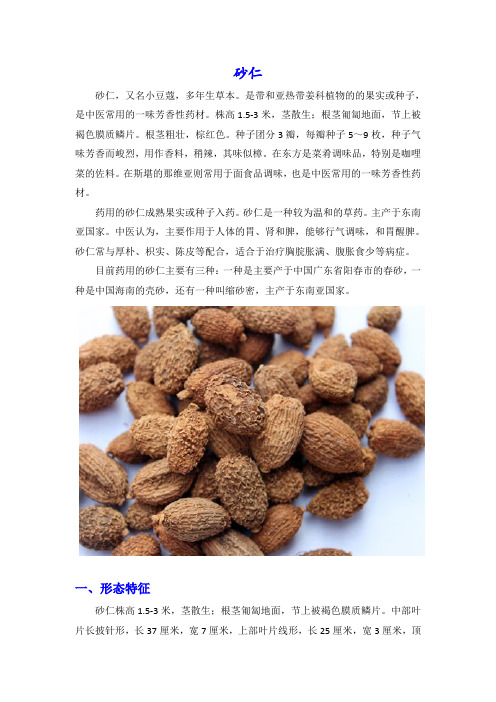 砂仁