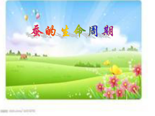 5.蚕的生命周期PPT课件