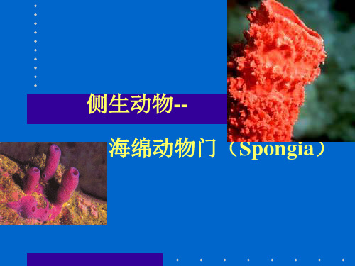 海绵动物门