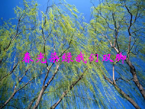 苏教版五年级下册《春光染绿我们双脚》PPT课件4