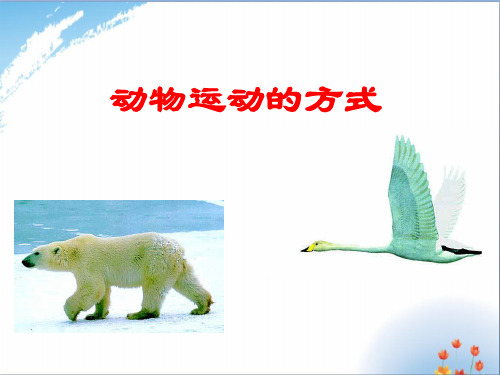 动物的行动方式优秀课件PPT
