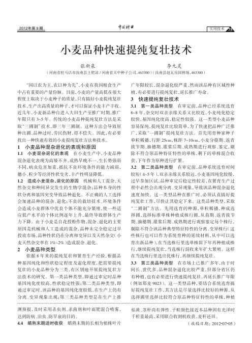 小麦品种快速提纯复壮技术