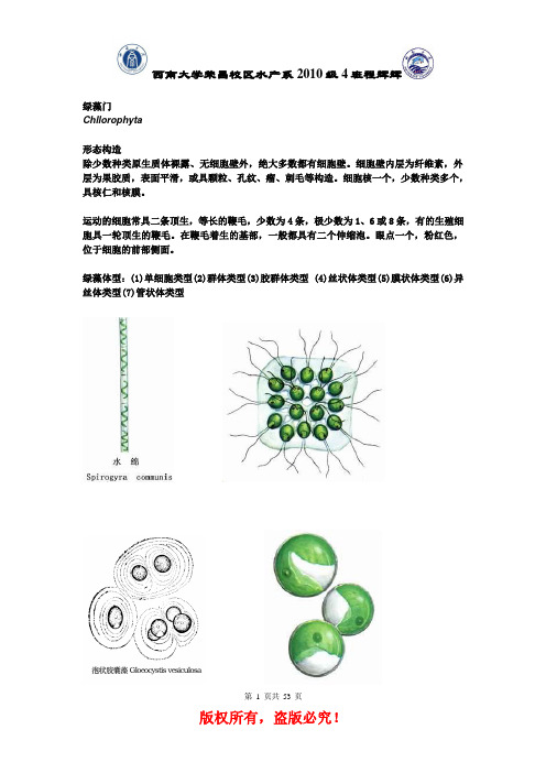 绿藻门图谱