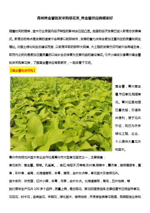 青州黄金薯批发采购草花类_黄金薯供应商哪家好