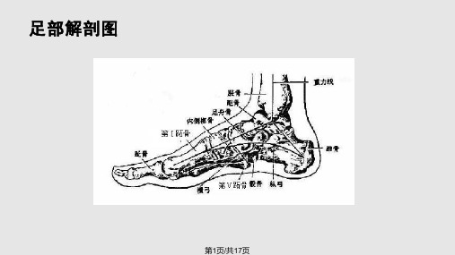 制鞋基本知识PPT课件