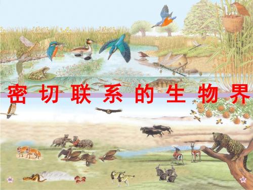 六年级科学上册密切联系的生物界ppt课件16青岛版