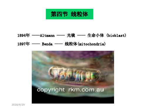 《细胞生物学》第六章细胞质和细胞器-2