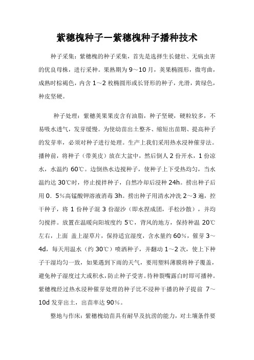 紫穗槐种子