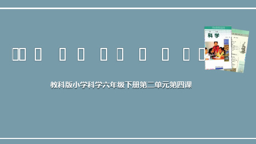 《小苏打和白醋的变化》说课课件(全国实验说课大赛获奖案例)