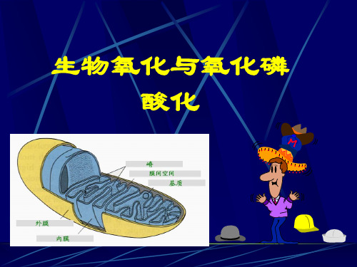生物氧化与氧化磷酸化
