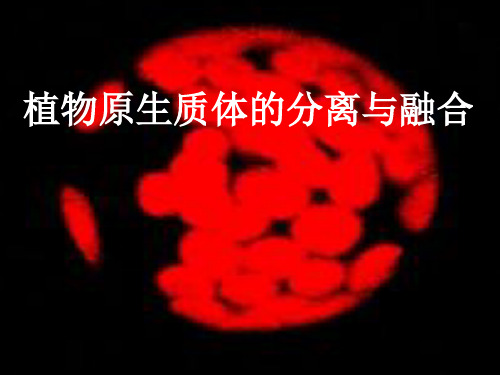 植物原生质体的分离与融合
