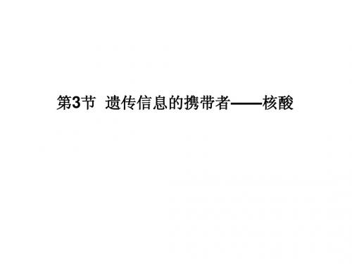 人教版教学课件11-12学年高一生物必修1(新人教版)同步课件：23 遗传信息的携带者——核酸