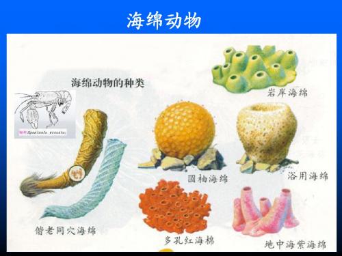 4腔肠动物