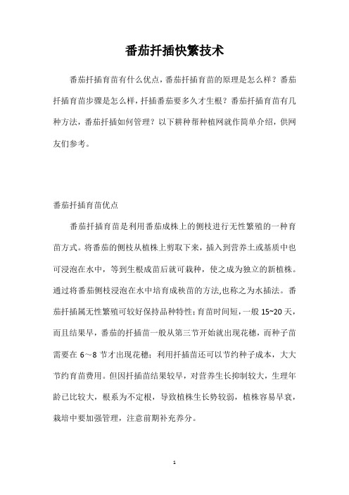 番茄扦插快繁技术